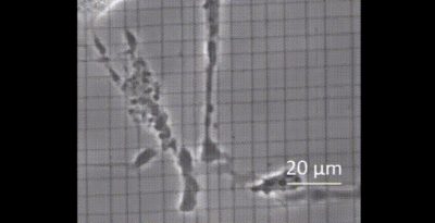 Cell Fragment Formation