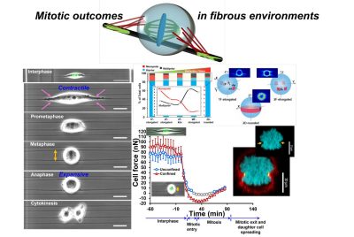 Mitosis outcomes in fibrous environments