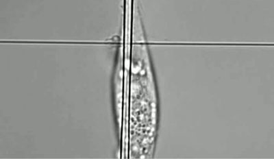 Cell Protrusion Dynamics on Suspended Nanofiber Networks