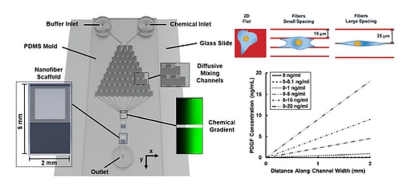 Integrating nanofibers with biochemical gradients to investigate physiologically-relevant fibroblast chemotaxis