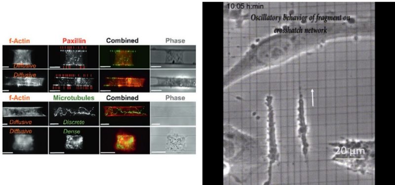 Cell Fragment Formation, Migration, and Force Exertion on Extracellular Mimicking Fiber Nanonets
