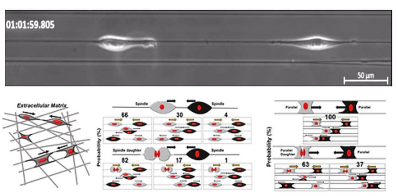 Rules of Contact Inhibition of Locomotion for Cells on Suspended Nanofibers