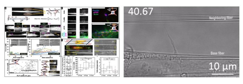 Force-exerting perpendicular lateral protrusions in fibroblastic cell contraction