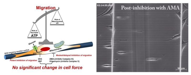 Bioenergetics underlying single-cell migration on aligned nanofiber scaffolds