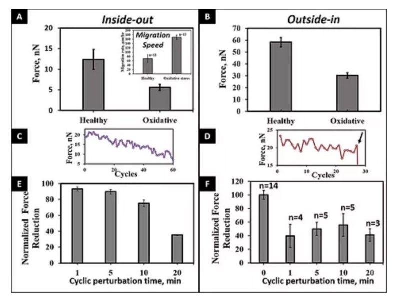 Nanonet force microscopy for measuring forces in single smooth muscle cells of the human aorta