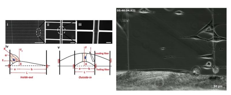 Aligned and suspended fiber force probes for drug testing at single cell resolution